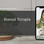 Bonsai Terapia Como Esculpir Árvores Pode Curar a Sua Mente