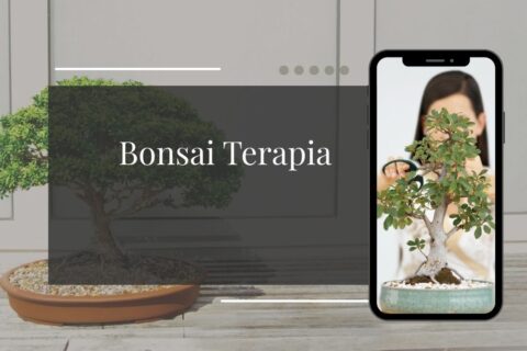 Bonsai Terapia Como Esculpir Árvores Pode Curar a Sua Mente