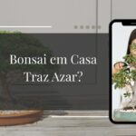 Bonsai em Casa Traz Azar