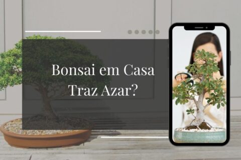 Bonsai em Casa Traz Azar