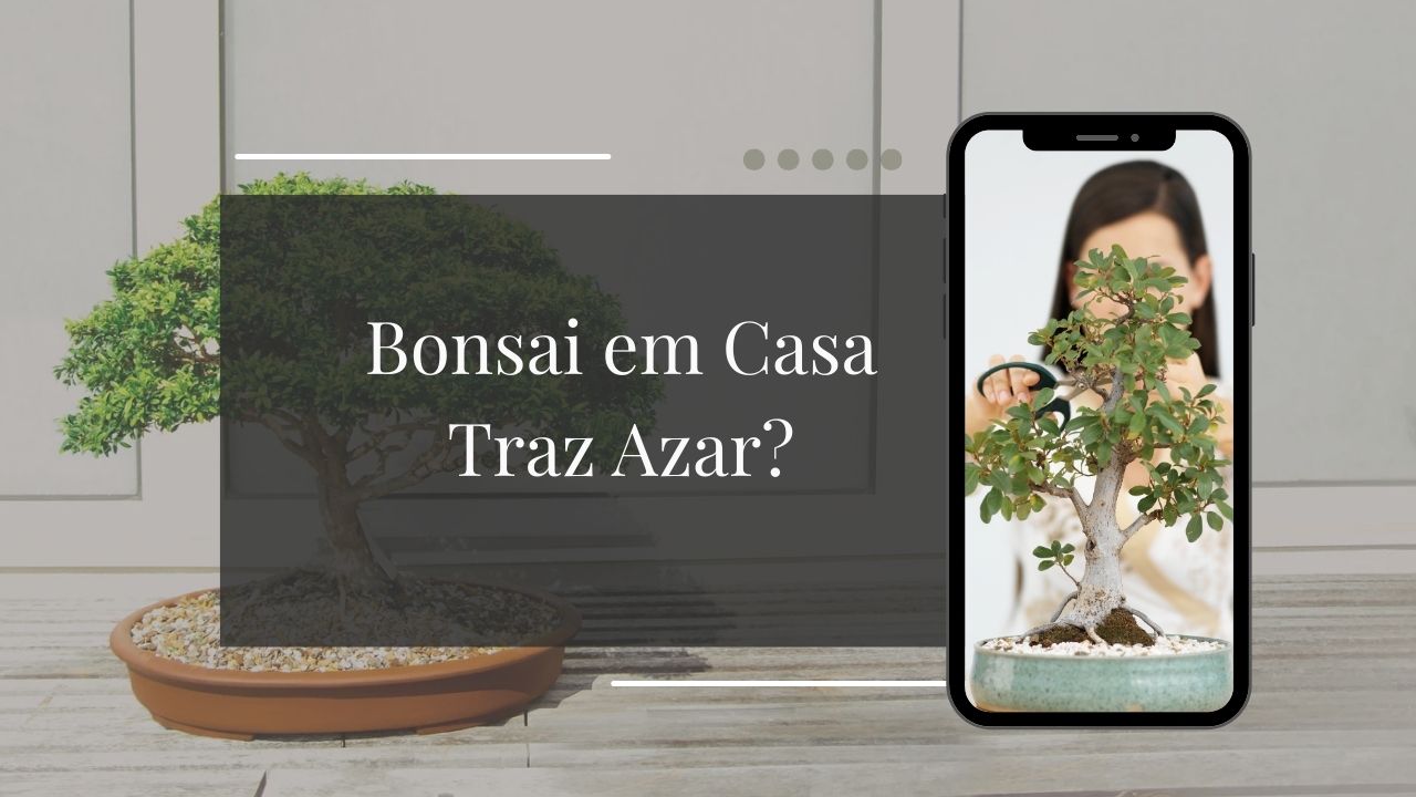 Bonsai em Casa Traz Azar? Mitos, Verdades e O Que o Feng Shui Realmente Diz