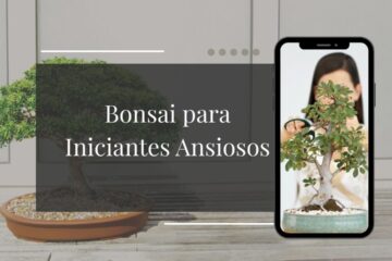 Bonsai para Iniciantes Ansiosos As 3 Espécies Mais Fáceis Para Começar a Relaxar Hoje