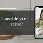 Bonsais a Partir de R$30 Onde Encontrar Bonsai Barato e de Qualidade