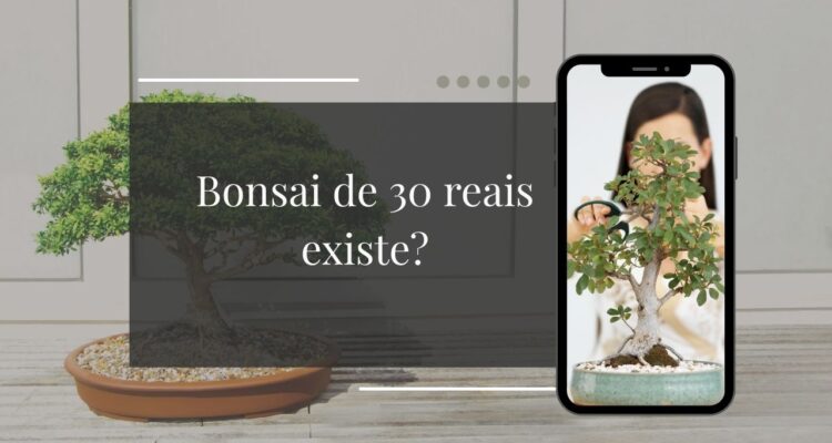 Bonsais a Partir de R$30 Onde Encontrar Bonsai Barato e de Qualidade