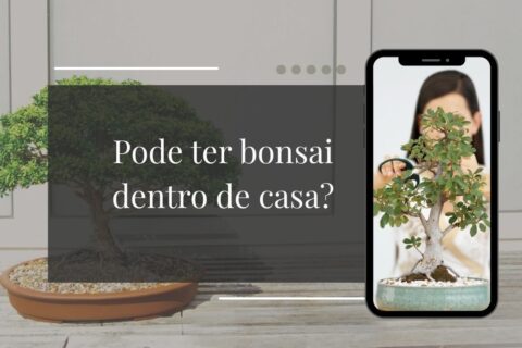 Pode ter bonsai dentro de casa