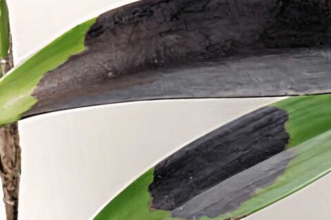 folha da sua orquídea ficou preta após o sol