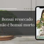 Como Recuperar um Bonsai Ressecado que Passou Dias Sem Rega