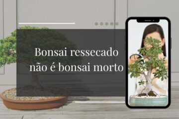 Como Recuperar um Bonsai Ressecado que Passou Dias Sem Rega