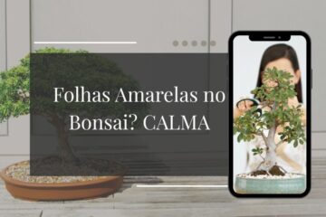 Folhas Amarelas no Bonsai Como Identificar se é Excesso ou Falta de Água