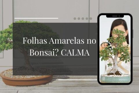 Folhas Amarelas no Bonsai Como Identificar se é Excesso ou Falta de Água