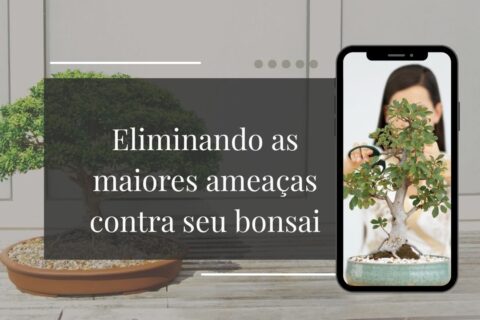Identificando Pragas Como Eliminar Cochonilhas e Pulgões Sem Matar o Bonsai