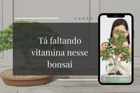 Meu Bonsai Parou de Crescer 5 Motivos Prováveis e Como Resolver