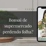 Por Que Meu Bonsai de Supermercado Está Perdendo Folhas