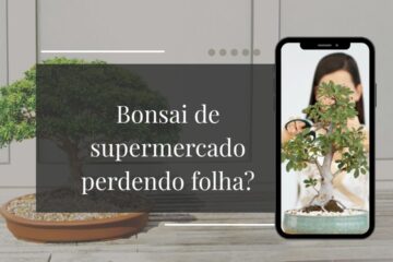 Por Que Meu Bonsai de Supermercado Está Perdendo Folhas
