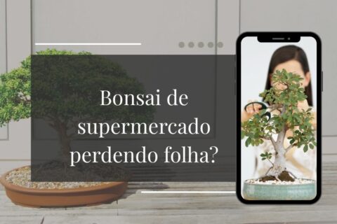 Por Que Meu Bonsai de Supermercado Está Perdendo Folhas