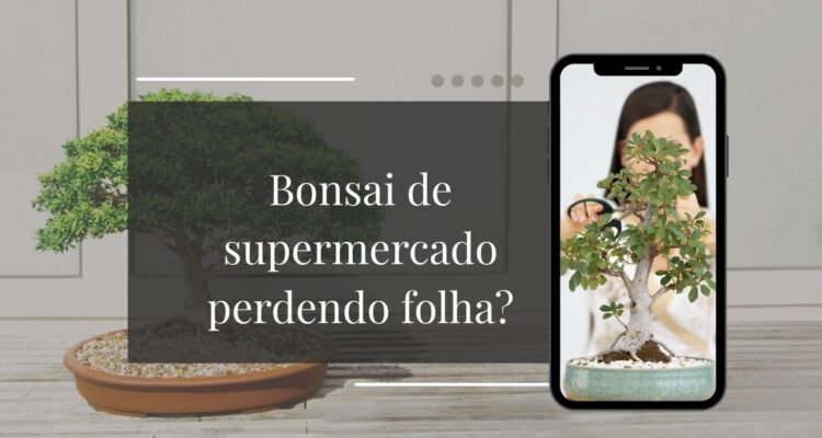 Por Que Meu Bonsai de Supermercado Está Perdendo Folhas