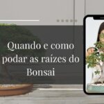 Quando e Como Podar as Raízes do Bonsai Sem Medo de Matar a Planta