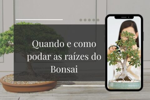 Quando e Como Podar as Raízes do Bonsai Sem Medo de Matar a Planta