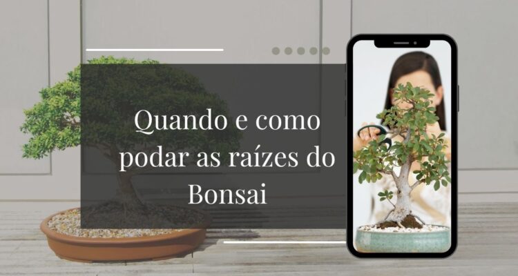 Quando e Como Podar as Raízes do Bonsai Sem Medo de Matar a Planta