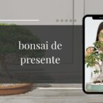 Bonsai de presente como escolher, qual espécie dar e como não transformar um gesto bonito numa planta morta