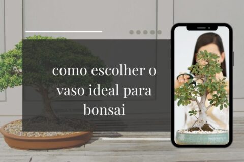 Como escolher o vaso ideal para bonsai tamanho, material, formato e os erros que comprometem a saúde da árvore