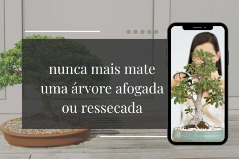 Como regar bonsai o guia definitivo para nunca mais matar por excesso ou falta de água