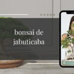 bonsai de jabuticaba (1)