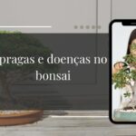 Pragas e doenças no bonsai como identificar, tratar e prevenir os 7 problemas mais comuns no Brasil