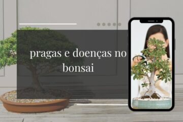 Pragas e doenças no bonsai como identificar, tratar e prevenir os 7 problemas mais comuns no Brasil
