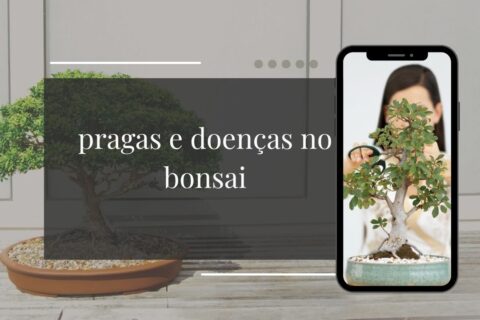 Pragas e doenças no bonsai como identificar, tratar e prevenir os 7 problemas mais comuns no Brasil